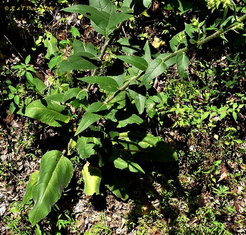 {Silphium mohrii}